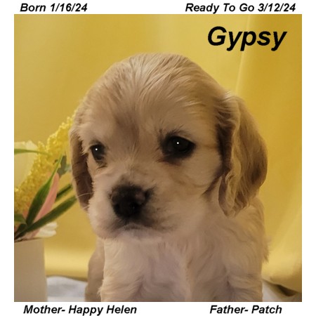 puppy, for, sale, Cocker Spaniel, Joe & Cherri  Overlease, dog, breeder, Miller, MO, dog-breeder, puppy-for-sale, forsale, nearby, find, puppyfind, locator, puppylocator, aca